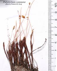 Attēlu rezultāti vaicājumam “Polytrichum commune var. perigoniale”