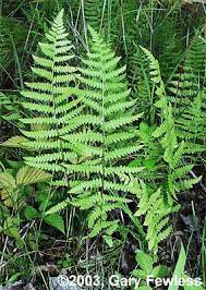 Attēlu rezultāti vaicājumam “Thelypteris palustris”