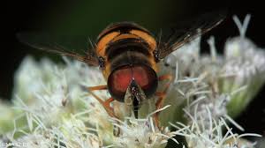 Attēlu rezultāti vaicājumam “Syrphidae”