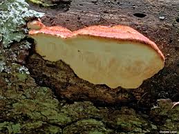 Attēlu rezultāti vaicājumam “Postia fragilis”