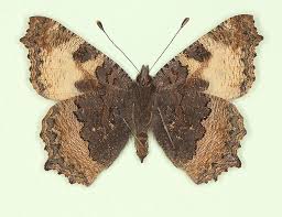 Attēlu rezultāti vaicājumam “Aglais urticae”