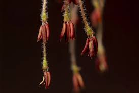 Attēlu rezultāti vaicājumam “Acer negundo female flower”