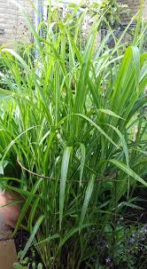Image result for Miscanthus sinensis Zebrina