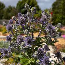 Attēlu rezultāti vaicājumam “Eryngium planum fruit”