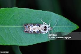 Attēlu rezultāti vaicājumam “Hedya salicella”