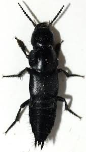 Attēlu rezultāti vaicājumam “Quedius dilatatus”