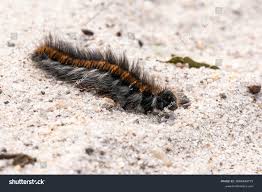 Attēlu rezultāti vaicājumam “Macrothylacia rubi larva”