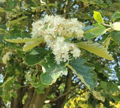 Attēlu rezultāti vaicājumam “Sorbus intermedia leaf”