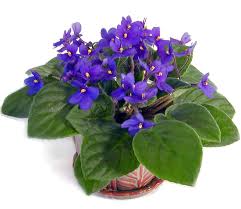 Image result for Saintpaulia ionantha Culitvar