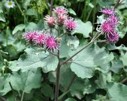 Attēlu rezultāti vaicājumam “Arctium lappa leaf”