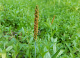 Attēlu rezultāti vaicājumam “Alopecurus aequalis flower”