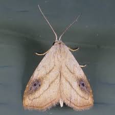 Attēlu rezultāti vaicājumam “Hoplia parvula imago”