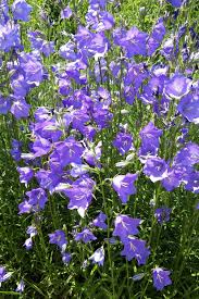 Image result for Glockenblumen