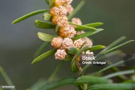 Attēlu rezultāti vaicājumam “Taxus baccata male flower”