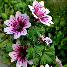 Image result for Malva sylvestris 'Zebrina'