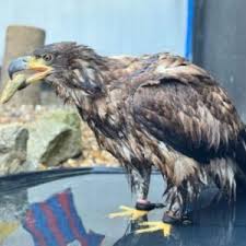 Image result for Palace Eagles Octopush Club
