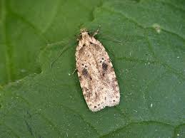 Attēlu rezultāti vaicājumam “Agonopterix aranella”