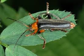 Attēlu rezultāti vaicājumam “Cantharis livida”