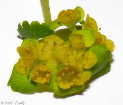 Attēlu rezultāti vaicājumam “Chrysosplenium alternifolium flower”