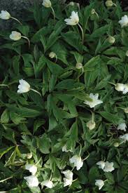 Attēlu rezultāti vaicājumam “Anemone nemorosa leaf”