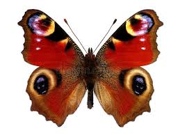 Attēlu rezultāti vaicājumam “Inachis io underside”