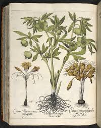 Attēlu rezultāti vaicājumam “Helleborus niger”