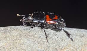 Attēlu rezultāti vaicājumam “Histeridae”