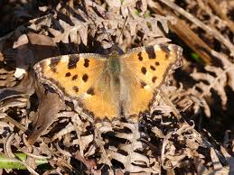 Attēlu rezultāti vaicājumam “Nymphalis polychloros”
