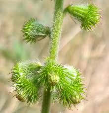 Attēlu rezultāti vaicājumam “Agrimonia eupatoria fruit”