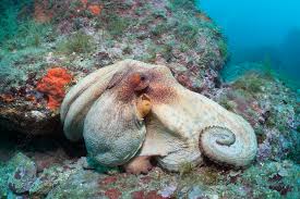 Image result for Octopus vulgaris