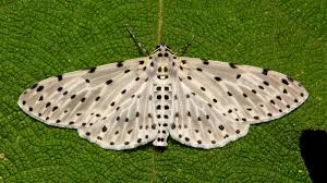 Attēlu rezultāti vaicājumam “Geometridae”