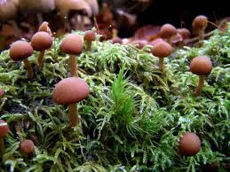 Attēlu rezultāti vaicājumam “Psathyrella pygmaea”