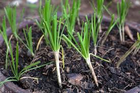 Image result for Schnittknoblauch