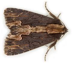 Attēlu rezultāti vaicājumam “Dypterygia scabriuscula”