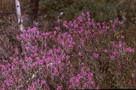 Attēlu rezultāti vaicājumam “Rhododendron canadense”