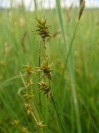 Attēlu rezultāti vaicājumam “Carex echinata”