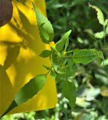 Attēlu rezultāti vaicājumam “Bidens frondosa leaf”