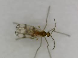 Attēlu rezultāti vaicājumam “Cecidomyiidae”