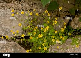 Attēlu rezultāti vaicājumam “Saxifraga cymbalaria flower”