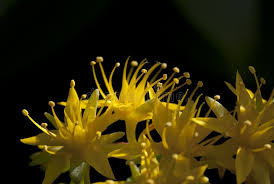 Attēlu rezultāti vaicājumam “Sedum sexangulare flower”
