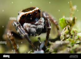 Attēlu rezultāti vaicājumam “Salticidae”
