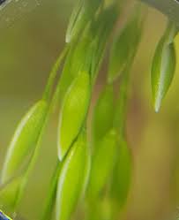 Attēlu rezultāti vaicājumam “Milium effusum leaf”