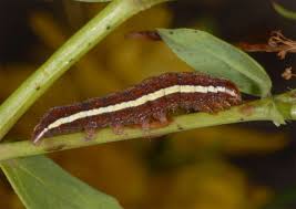 Attēlu rezultāti vaicājumam “Actinotia polyodon”