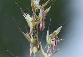 Attēlu rezultāti vaicājumam “Arrhenatherum elatius”