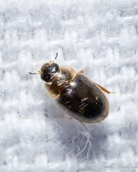 Attēlu rezultāti vaicājumam “Enochrus affinis”