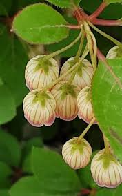 Attēlu rezultāti vaicājumam “Enkianthus campanulatus”