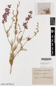 Attēlu rezultāti vaicājumam “Consolida regalis fruit”