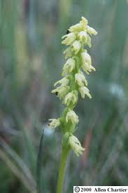 Attēlu rezultāti vaicājumam “Herminium monorchis flower”