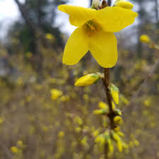 Attēlu rezultāti vaicājumam “Forsythia intermedia flower”