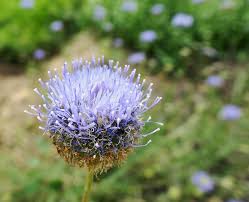 Attēlu rezultāti vaicājumam “Jasione montana”